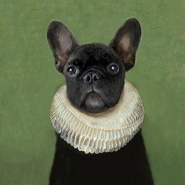 Frenchie with a collar