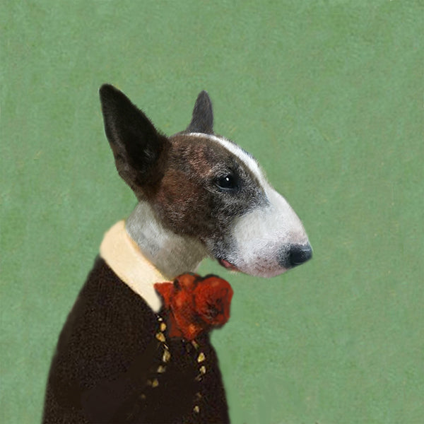 Bullterrier gentleman